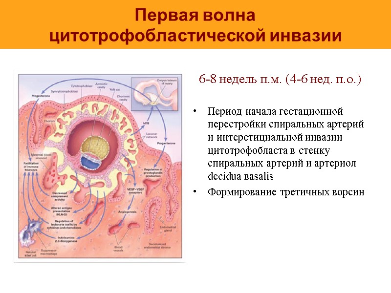 Первая волна  цитотрофобластической инвазии 6-8 недель п.м. (4-6 нед. п.о.)  Период начала